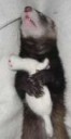 5784d45f586c1006385604033c15e461--ferret-toys-pet-ferret.jpg