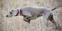 Weimaraner01.jpg