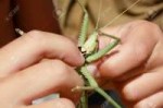 grasshopper-bites-human-finger-nail-Stock-Photo.jpg