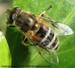 eristalis-arbustorum-f-15sep08-4195b.jpg