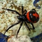 steatoda.jpg