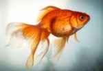 аквариумная-Золотая-Рыбка.jpg