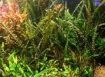 1441131933cryptocoryne-crispatula.jpg