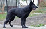 black-german-shepherd-2994409960720.jpg