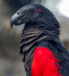 Pesquets-dracula-parrots-birds-new-guinea-1-5e55392f17e1e700.jpg