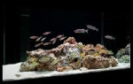 9071aquariumcichlidsfishtank.jpg