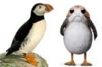 Puffin-to-Porg-Wilhelm-von-Wright-DK-Publications-630x420.jpg