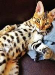 36a94ca1c6d58e2d59fbf68d544127dd--leopard-kitten-pretty-cats.jpg