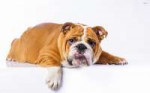 44274-tired-lazy-english-bulldog-2560x1600-animal-wallpaper.jpg