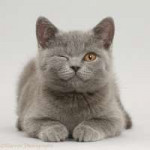 42211-Blue-British-Shorthair-kitten-winking-on-grey-backgro[...].jpg