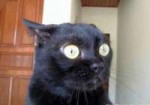 880dc-funny-cat-lolcat-black-cat-funny[1].jpg