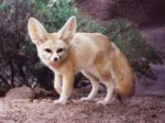 fennec-fox-2.jpg