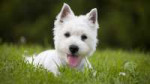 1480752938west-highland-white-terrier-dog.jpg