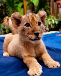 lioncubs2.jpg.jpeg