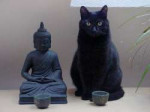 Cat-Meditation-by-Rippafratta.jpg