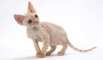 devon-rex.jpg