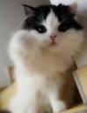 cute-kitty-eyes-fluffy-white1.jpg