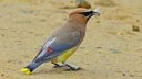 cedar-waxwing-with-dragonfly.jpg