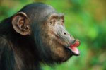 Мимика-обезьян-фото.jpg