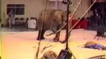 Слон бежит из цирка.webm