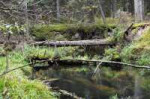 depositphotos64300569-stock-photo-fallen-tree-on-forest-riv[...].jpg