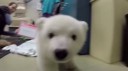Polar Bear Gets Its Name – Meet Nora!