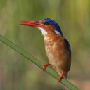 Malachitekingfisher(Corythorniscristatus)