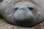 elephant seal.jpg