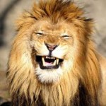 laughing-lion.jpg