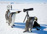 penguins-camera2192455k.jpg