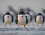 Ke-Qiang-RuanThe-Black-Skimmer-Gang00001810-745x579.jpg.opt[...].jpg