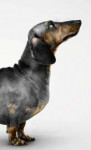 dachshund2.jpg