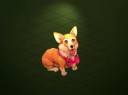 corgi