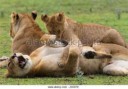 lion-cub-lies-on-top-of-two-lionesses-one-reclining-on-her-[...]