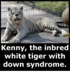 acts-kenny-the-inbred-white-tiger-with-down-syndrome-5898879.png
