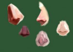 noses.png