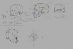 head anatomy study1.jpg