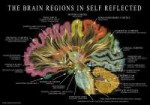 brain-regions-in-self-reflected-web.jpg