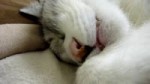 とある日の猫と猿の日常。.webm