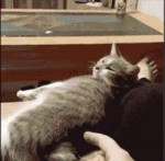 .gif
