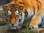 tiger.jpg