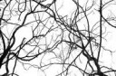 16255253-tree-branches-isolated-on-white-background-Stock-P[...].jpg