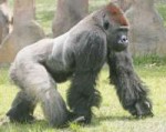 gorilla-2