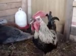 metalrooster.webm