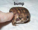 bumptoad.JPG