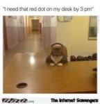 13-cat-needs-red-dot-on-his-desk-funny-meme.jpg