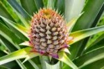 pineapple-day-25-close-up.jpg