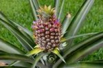 pineapple-blooming-day-40.jpg