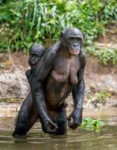 bonobo-istock-637995194.jpg