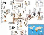primate-hands-family-tree.jpg